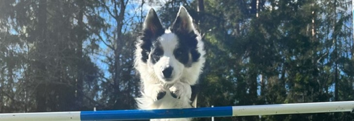 Fellestrening Agility (krever hallabonnent)